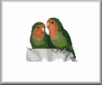 Love Birds
