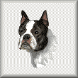 cross stitch pattern Boston Terrier