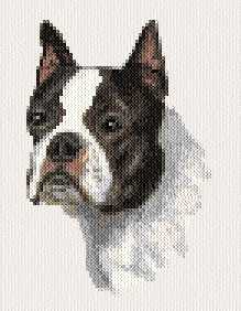 Boston Terrier Cross Stitch Pattern dogs