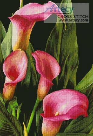 calla lily